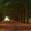 The lovers, Ickworth park, Bury St Edmunds