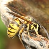 Wasp in my garden at Caversham