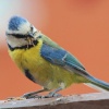 'Blue tit feeding'