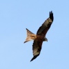 Red Kite