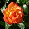 Chard