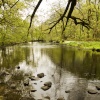 River Rothay Rydal Woods