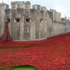 Poppies at the tower