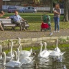 Feeding swans at Christchurch Quay