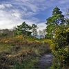 Arne RSPB Reserve