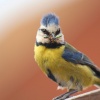 Blue tit