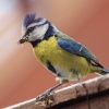 Blue tit