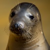 Rescued Seal at Mablethorpe Seal Sanctuary and Wildlife Centre