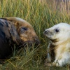 Grey Seals at Donna Nook,near Louth,Lincolnshire