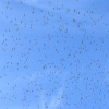Lapwings