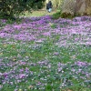 Killerton House