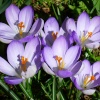 Killerton House