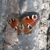 Greenhithe Kent