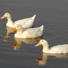 Ducks In Formation