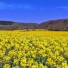 Stour valley Spring, North Dorset.