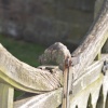 Churchyard gate, Bilton