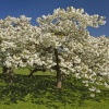 Goldsborough, North Yorkshire