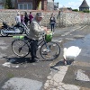 Swan Feeding at Bosham