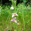 Bee Orchid