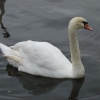 Swan on River Thames, Windsor