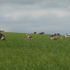 Ducks at Pitsford Reservoir, Pitsford, Northamptonshire