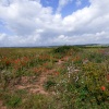 Budleigh Salterton