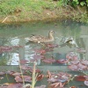 Ducks and Ponds at  Brixworth Country Park, Coton, Northamptonshire