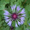 Gardens at Brixworth Country Park, Coton, Northamptonshire