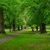 Trees Alresford