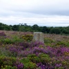 Aylesbury Common