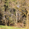 Ancient picturesque forest in Aberfoyle