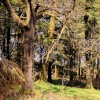 Fairytale forest in Aberfoyle