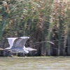 A Straight and Level Flight