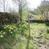 Daffodils in picturesque village  Milldale