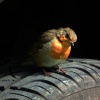A tired robin - Adderbury, Oxfordshire