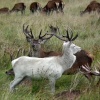 White Deer