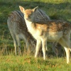Young Fallow