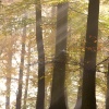 Cannock chase