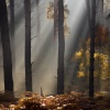 Cannock chase