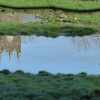 Egret, river Camel, Wadebridge