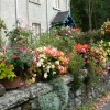 Colourful cottage garden near Holker Hall
