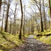 Forest covered with moss at Borrowdale
