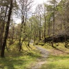Forest covert with moss at Borrowdale
