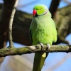 Perched Parakeet Danson Park