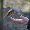 Friendly Robin at Tehidy Country Park, Camborne, Cornwall.