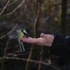 Great tit at Tehidy country park,Camborne, Cornwall.
