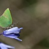Green Hairstreak Butterfly,Rudge Hill Nature Reserve,near Stroud