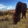 Wild Pony