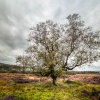Hathersage