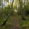 Wooded Path at Calvert Jubilee Nature Reserve, Calvert, Buckinghamshire
